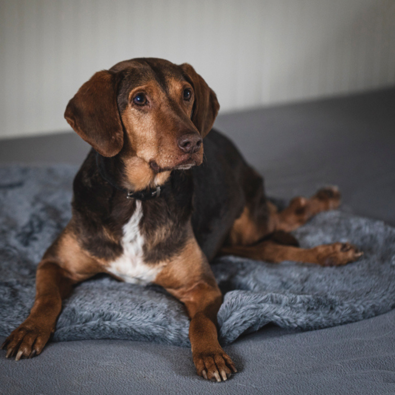BIORELAX® Tierkissen mit Klein'sche Felder