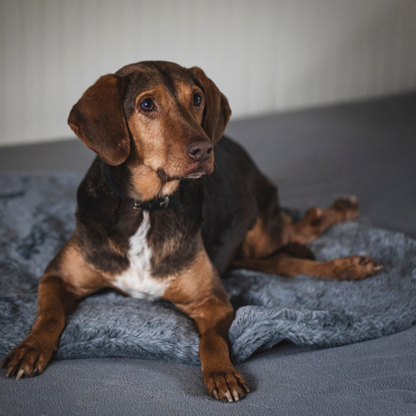BIORELAX® Tierkissen mit Klein'sche Felder