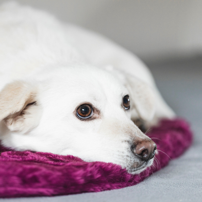 BIORELAX® Tierkissen mit Klein'sche Felder